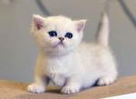 William minuet standard silver shaded short legs - Minuet Kitten For Sale - CA, US