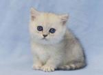 Tina short legs minuet standard silver shaded - Minuet Kitten For Sale