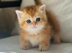 Flora munchkin golden chinchilla short leg - Munchkin Kitten For Sale - CA, US