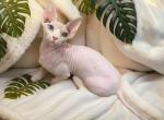 Marble - Sphynx Cat For Sale - Mobile, AL, US