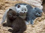 Colorful babies Blue Lilac and Chocolate plushies - Scottish Fold Kitten For Sale - CA, US