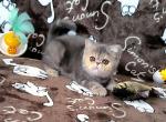 Vanga - Exotic Kitten For Sale - Norwalk, CT, US