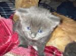 Tiny - American Shorthair Kitten For Sale - Runnemede, NJ, US