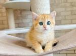 British Leona EM NY - British Shorthair Kitten For Sale - New York, NY, US