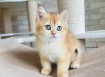 British Bonnie EM NY - British Shorthair Kitten For Sale - New York, NY, US