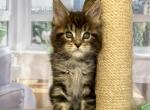 Maine Coon Alva Naomi - Maine Coon Kitten For Sale - New York, NY, US