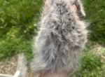 G litter female - Maine Coon Kitten For Sale - Kansas City, MO, US