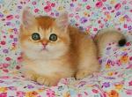 Fistashka British - British Shorthair Kitten For Sale - New York, NY, US