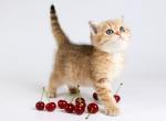 Eva British - British Shorthair Kitten For Sale - New York, NY, US