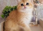 Asol British - British Shorthair Kitten For Sale - Manorville, NY, US