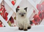 Gucci British - British Shorthair Kitten For Sale - Manorville, NY, US