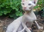 MALE ELF Sphynx - Sphynx Kitten For Sale/Service - Boston, MA, US