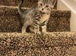 Jerry - Domestic Kitten For Sale - Nottingham, MD, US