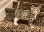 Jack - Domestic Kitten For Sale - Nottingham, MD, US