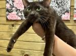 Abu - Oriental Kitten For Sale/Retired Breeding - Wellsville, OH, US