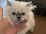 CFA Reg Blue Point Male Himalayan Persian - Himalayan Kitten For Sale - Conyers, GA, US