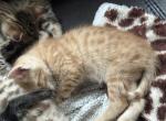 Levi - Bengal Kitten For Sale - Concord, NH, US