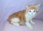 Ginger - Domestic Kitten For Sale - Fitchburg, MA, US