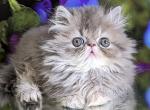 Sonya - British Shorthair Kitten For Sale - 
