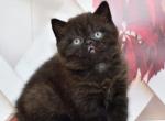 Gector - British Shorthair Kitten For Sale - Hollywood, FL, US