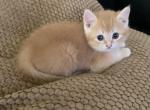 Sunny kittens - Scottish Fold Kitten For Sale - Philadelphia, PA, US