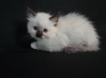 Seal Mitted Male - Ragdoll Kitten For Sale - Cape Coral, FL, US