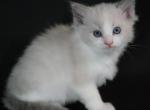 Blue Bicolor Male - Ragdoll Kitten For Sale - Cape Coral, FL, US