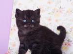 Allisson - British Shorthair Kitten For Sale - Hollywood, FL, US