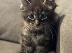 Eclipse babies - Maine Coon Kitten For Sale - Forest, OH, US