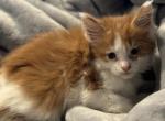 Eclipso - Maine Coon Kitten For Sale - Forest, OH, US