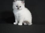 Blue Mitted Female - Ragdoll Kitten For Sale - Cape Coral, FL, US