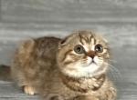 Elias Cattery - Scottish Fold Cat For Sale - Raleigh, NC, US
