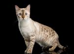 5 Exotic Male Bengal Kittens - Bengal Kitten For Sale - MA, US