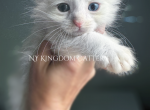 Snow Viking 4 odd eyes - Maine Coon Kitten For Sale - NY, US