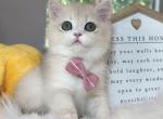 B005 - British Shorthair Kitten For Sale - Temple City, CA, US