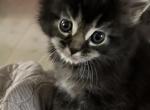 Companion girls - Maine Coon Kitten For Sale - Vero Beach, FL, US