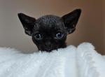 Atari - Devon Rex Kitten For Sale - Williamsburg, VA, US