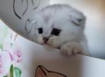 Christmas kittens LUXURY SCOTTISH FOLDS - Scottish Fold Kitten For Sale - 