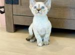 Blue lynx pointed Girl - Devon Rex Kitten For Sale - Fontana, CA, US