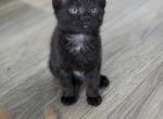 Lilo - Domestic Kitten For Sale - Winchester, VA, US