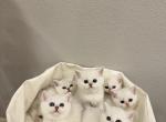 Silver shaded babies - British Shorthair Kitten For Sale - 