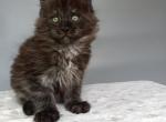Azula Black Smoke - Maine Coon Kitten For Sale - Jacksonville, FL, US