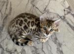 Elsa - Bengal Kitten For Sale - Brooksville, FL, US