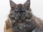 Zorra Black Smoke - Maine Coon Kitten For Sale - Jacksonville, FL, US