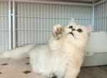 Adoption Silver shaded shortleg - Munchkin Cat For Sale - Fontana, CA, US