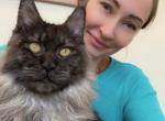Bonnie and Clide - Maine Coon Kitten For Sale - Jacksonville, FL, US