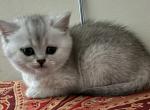 Cute - Scottish Straight Kitten For Sale - 