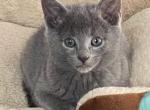 star wors - Russian Blue Kitten For Sale - Boston, MA, US