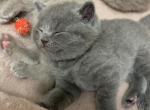 Chip - British Shorthair Kitten For Sale - 
