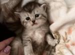 Marie - Scottish Straight Kitten For Sale - Warminster, PA, US